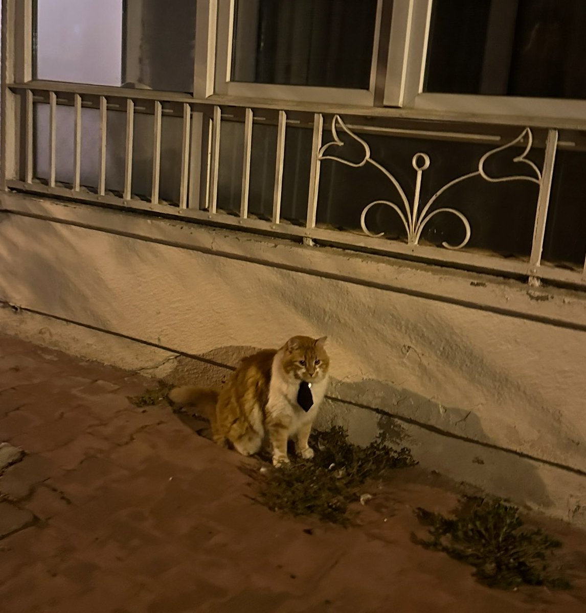 positionsfairy's tweet photo. seni hicbir zaman asamayacagim, buyukadadaki kravatli sisko kedi😭😭🤎 https://t.co/8Kl1EOifjS