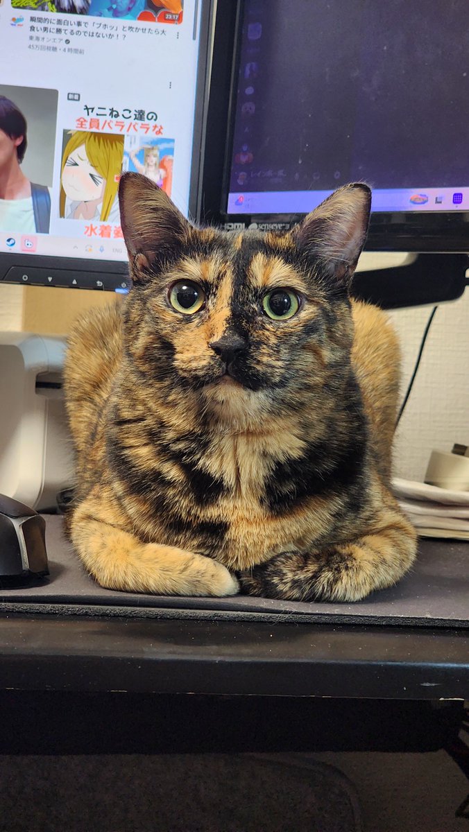 nekotohachurui's tweet photo. ちゃんこ、かわいすぎないか？ https://t.co/WE9gGI5sQA