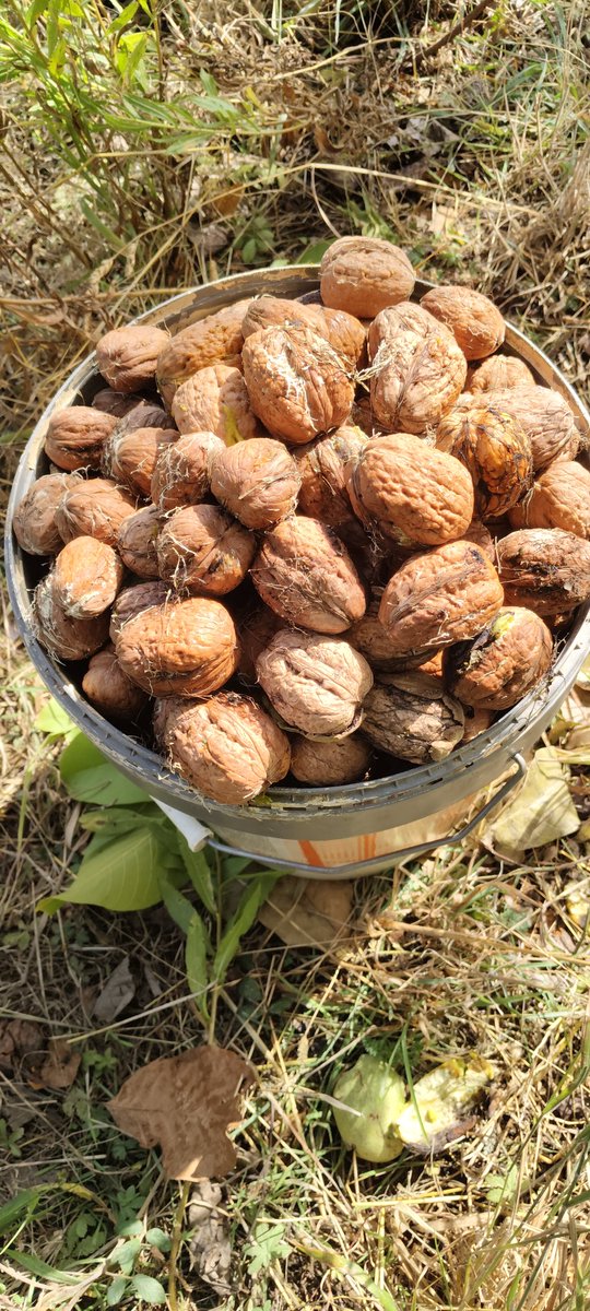 VCastaneaSativa's tweet photo. En el bierzo aún no pintan las castañas autóctonas, pero las nueces...., ya empezamos a cosechar las.Variedad del valle del Oza ( El Bierzo) https://t.co/mFTQPVtslk