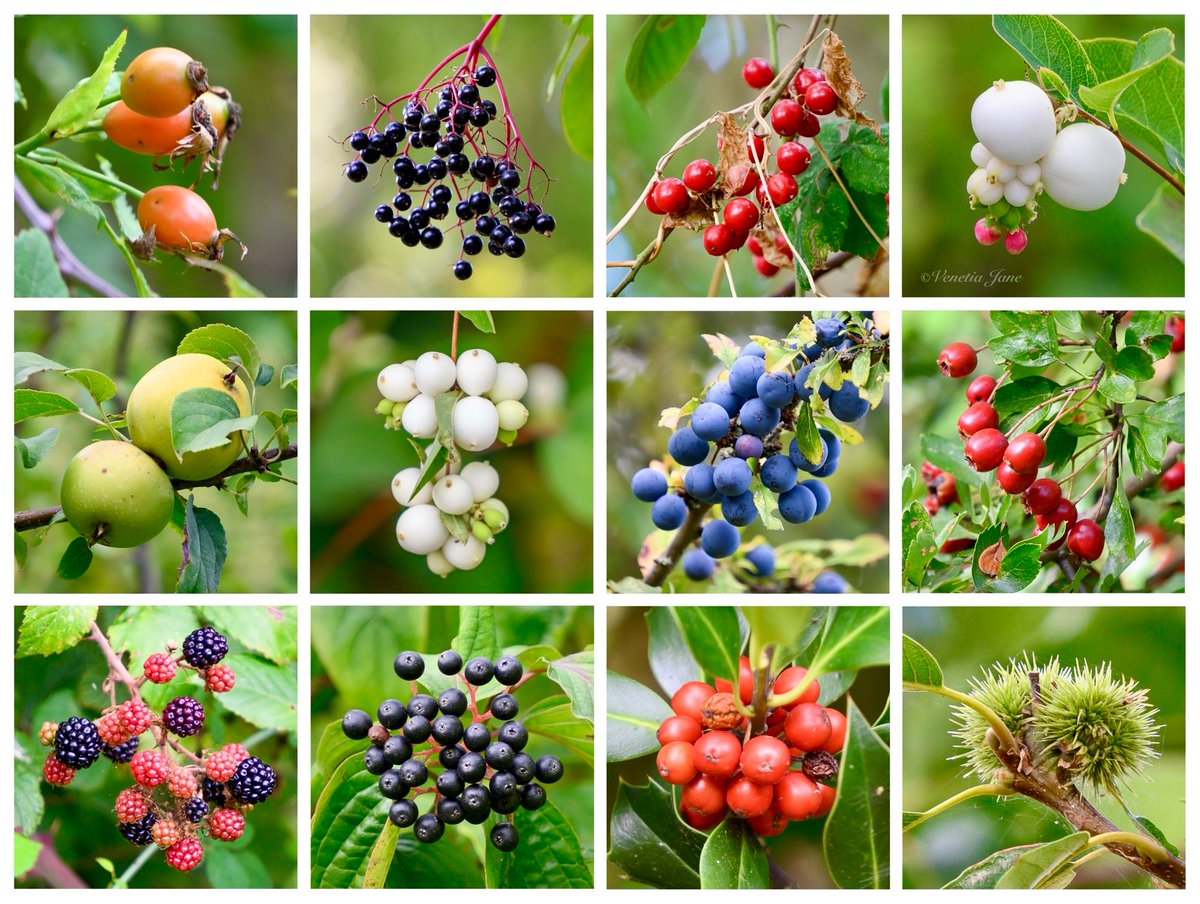 VenetiaJane's tweet photo. “Earth’s flaunting flower of passion fadeth fair
To ripening fruit in sunlit veils of the air…”

#Fruits found for #WildflowerHour: rose hips, elderberries, white bryony berries, snowberries, crab apples, sloes, haws, blackberries, dogwood berries, holly berries, sweet chestnuts.
