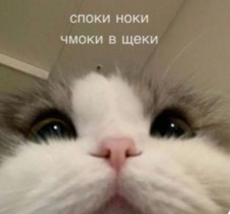 Vert0jmu's tweet photo. я спатьь, а то завтра снова в школу рано вставать.. https://t.co/ebJF38VHFJ