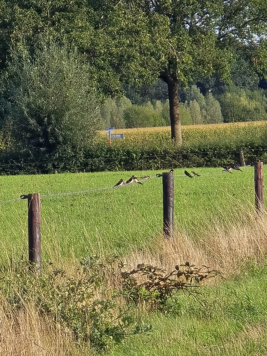 SchonevMarian's tweet photo. Prachtig gezicht! De lucht rond onze boerderij zit weer vol met boerenzwaluwen en huiszwaluwen. Er wordt de laatste tijd zoveel geroepen dat de landbouw/stikstof alles kapotmaken en dat boeren slecht zijn voor de natuur, maar hier zien we elke dag het bewijs van het tegendeel https://t.co/rf2kIr8zoK