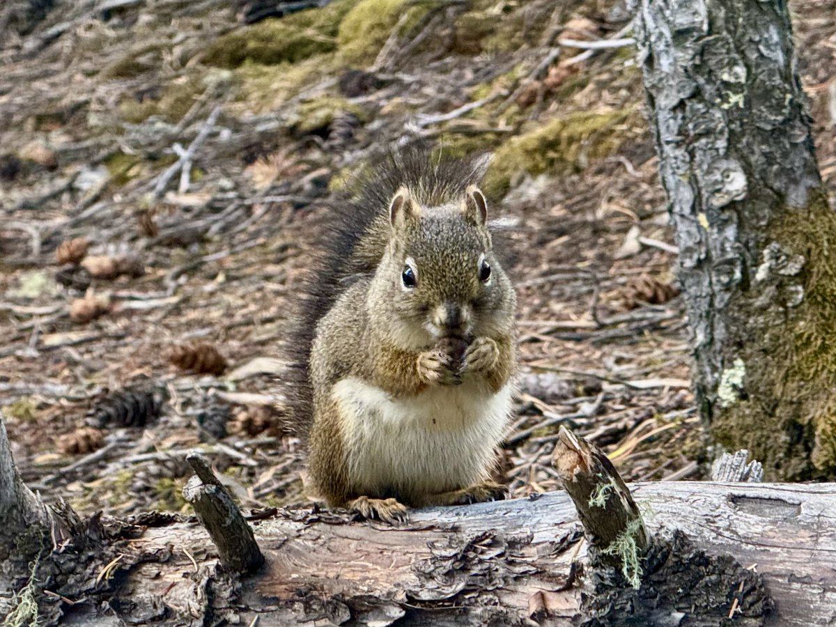 janlisiecki's tweet photo. “Wildlife” in Banff, AB 🇨🇦 
@banffcentre https://t.co/Tn8MDdmaxe