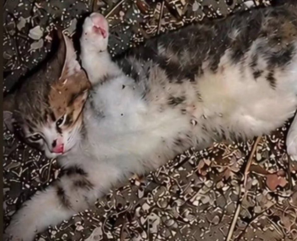 enastaenistera's tweet photo. Bugün 12. gün…

Unutmadım. Siz de unutmayın, unutturmayın.

Çünkü biz her vahşeti unuttukça, vicdansızlar cesaret buluyor ve yeni cinayetler işleniyor.

12 gündür iblisler hâlâ yakalanmadı.
Bir yavrunun hesabı sorulmadıkça, bu vahşetlerin sonu gelmeyecek.
#YavruKediİçinAdalet https://t.co/RLmrTaM5mT