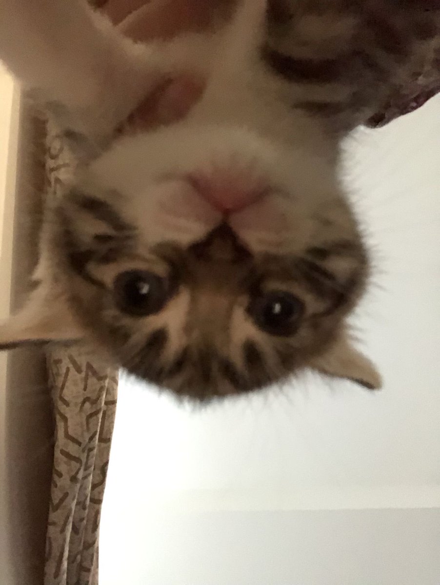 upsidedowncatSF's tweet photo. @Raydium 😺 https://t.co/9UPjXLdhzb