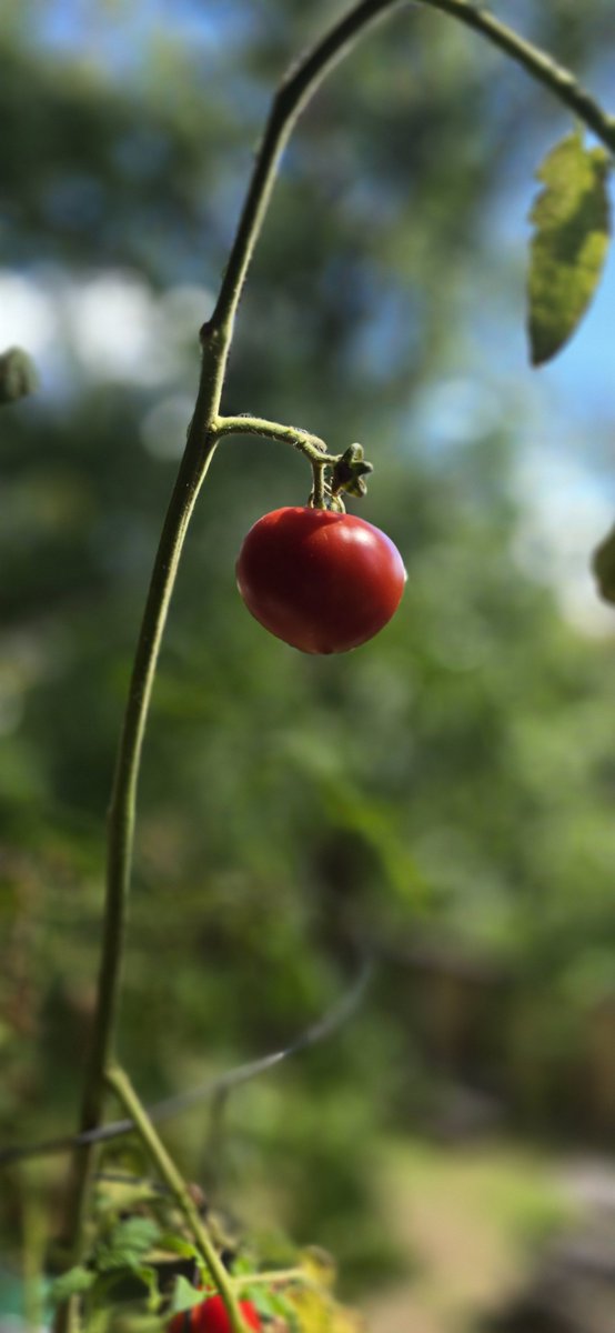 LuisArias261's tweet photo. Cosecha 2026 #Tomates https://t.co/66fsMr13mn