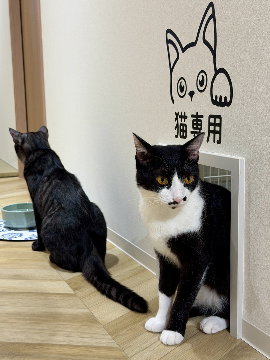 akihirocamera's tweet photo. #cat #catcafe #fullcat #cute #photo
#iPhone17promax https://t.co/sSmPTUa2vq