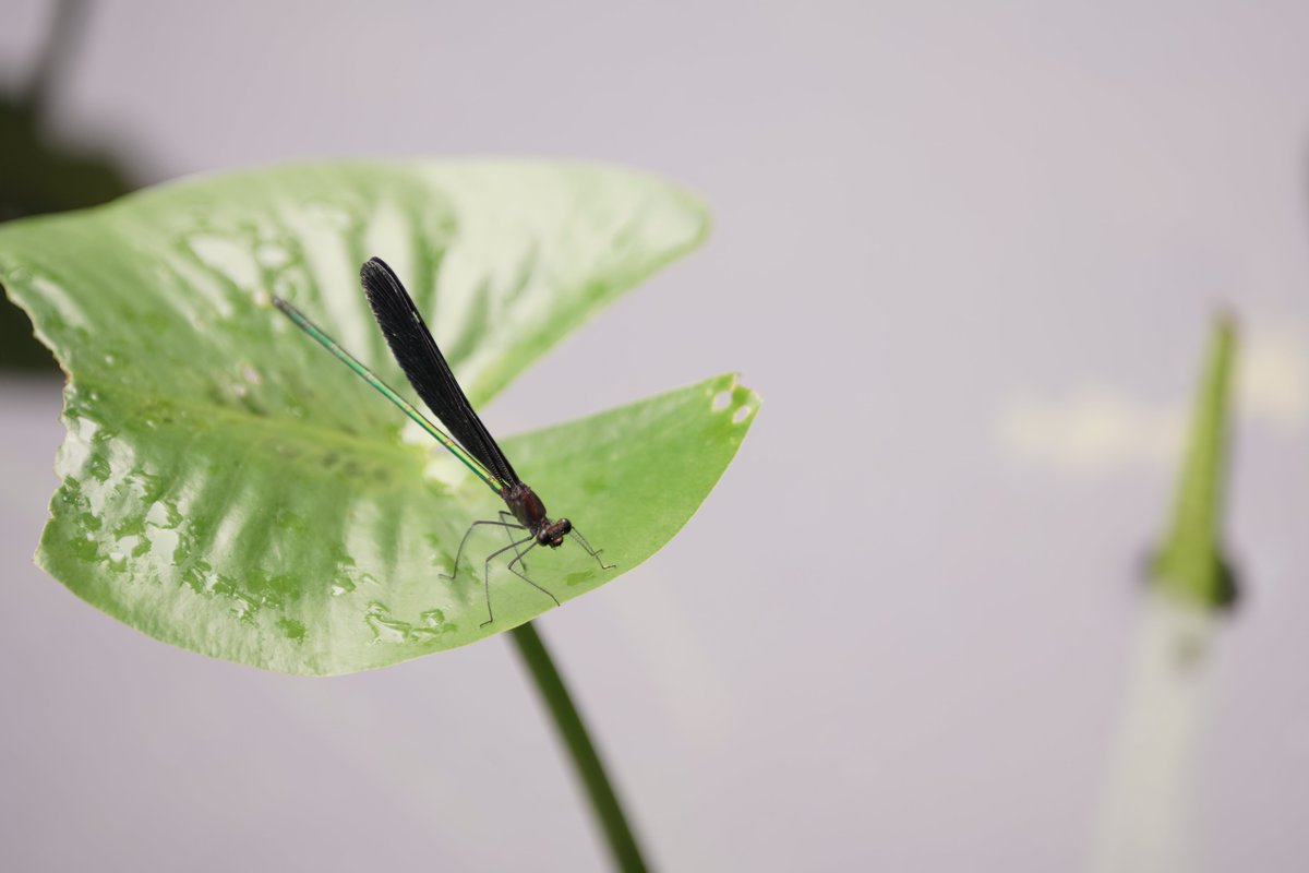 kirarisherie's tweet photo. おはカナ
トンボの尻尾って､虹色カナ？

雨降りの秋(週)マタギ

写真は先日の箱根での撮影
雨上がりの曇なので工夫が必要
光の玉ボケで誤魔化しが効かない💦

4枚目のトンボの尻尾が虹色に見えるのは
優愛だけでしょうか?

早く大雨が治まりますように☔🌈✨

#西野カナ #箱根湿生花園 #紅葉 #萩 他 https://t.co/VjMjrIGH0S