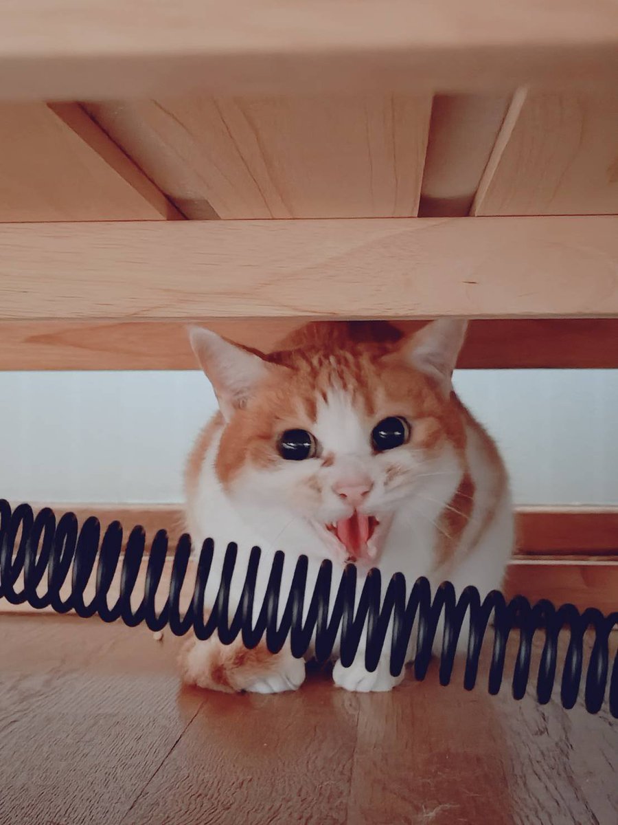 SHUKO666's tweet photo. 妹が猫のお世話しに家に来てくれてるんだけど、パルが安定のシャー
私では見れない顔なのでレア✨️ https://t.co/unZiqax80B