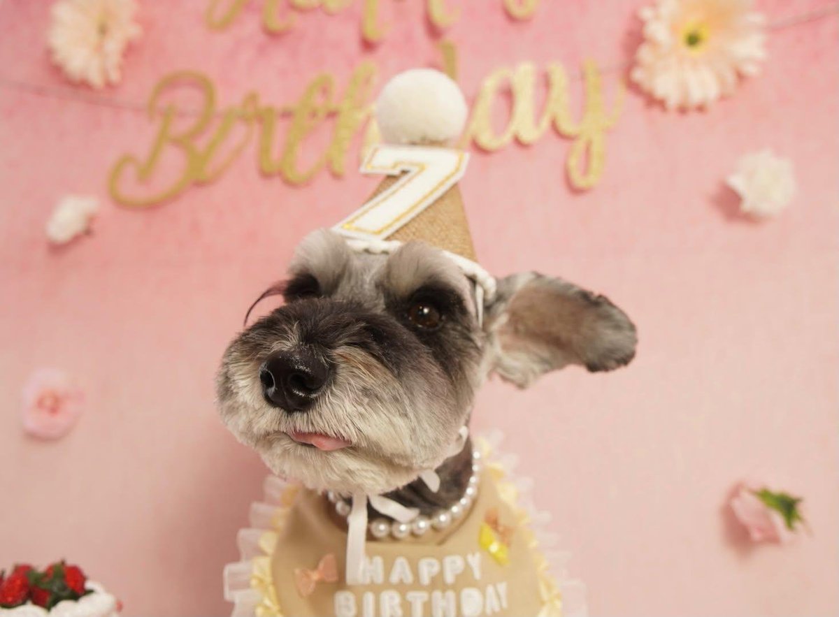 2946Love's tweet photo. ココ7歳🎂🐕 ͗ ͗
フォト📸作ってもらいました
🤗 https://t.co/4LMHKCVtzN