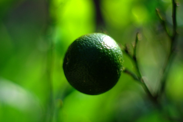 ImagingPixel's tweet photo. Pentax K-m, Meyer Optik Görlitz Oreston 50mm f/1.8 https://t.co/CowdsuOGBJ https://t.co/JlD9mtBt7J