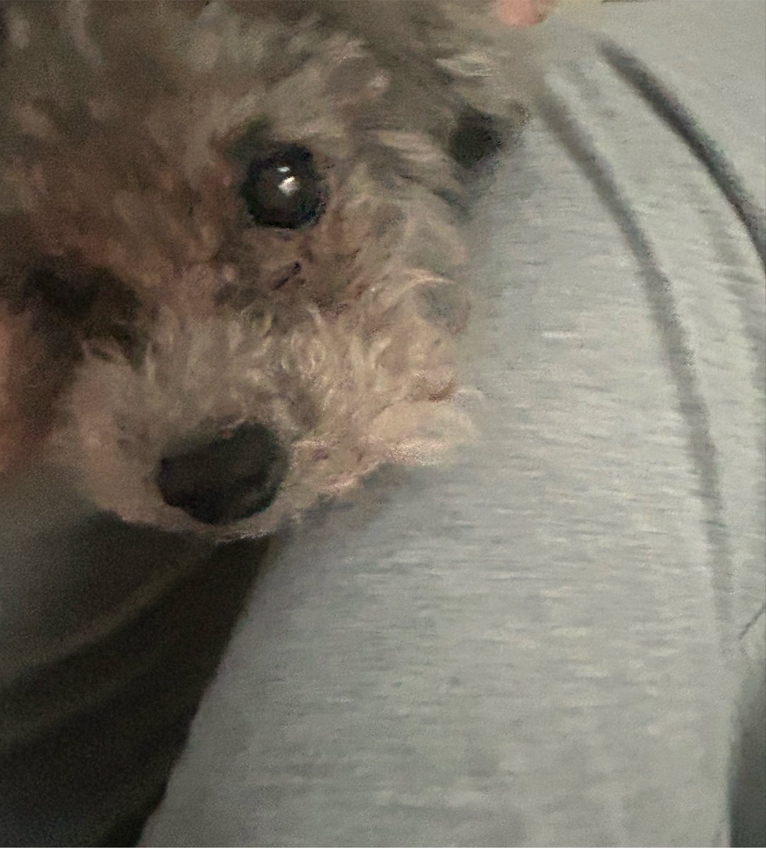 Hitomi_TGSJP's tweet photo. 🐶🐶🐶 https://t.co/HYz0iIbhdH