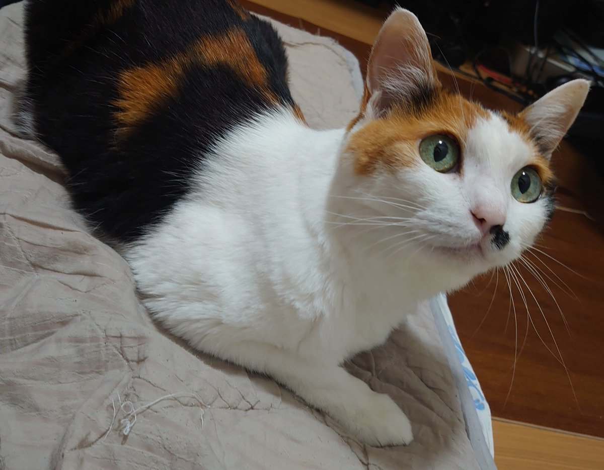 gripen_ng's tweet photo. ﾈｺﾁｬﾝは、一人で生きる設計の動物なのに、わざわざ人間の近くを選んだ。いつでも逃げられる体なのに、人間の側に残っている。膝の上に来る必要性はないはずなのに、来る。目を細めて体重を預けのどを鳴らす。それが世界一可愛い子で行われる。人間にとって惚れないなんて選択肢は取り得ない。 https://t.co/8Xar11cLjD