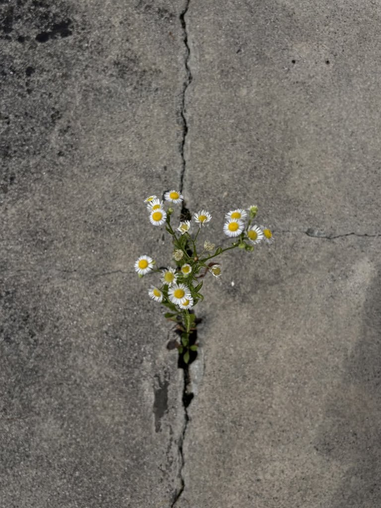 calmlivng's tweet photo. life is everywhere https://t.co/YhJl5J3nhW