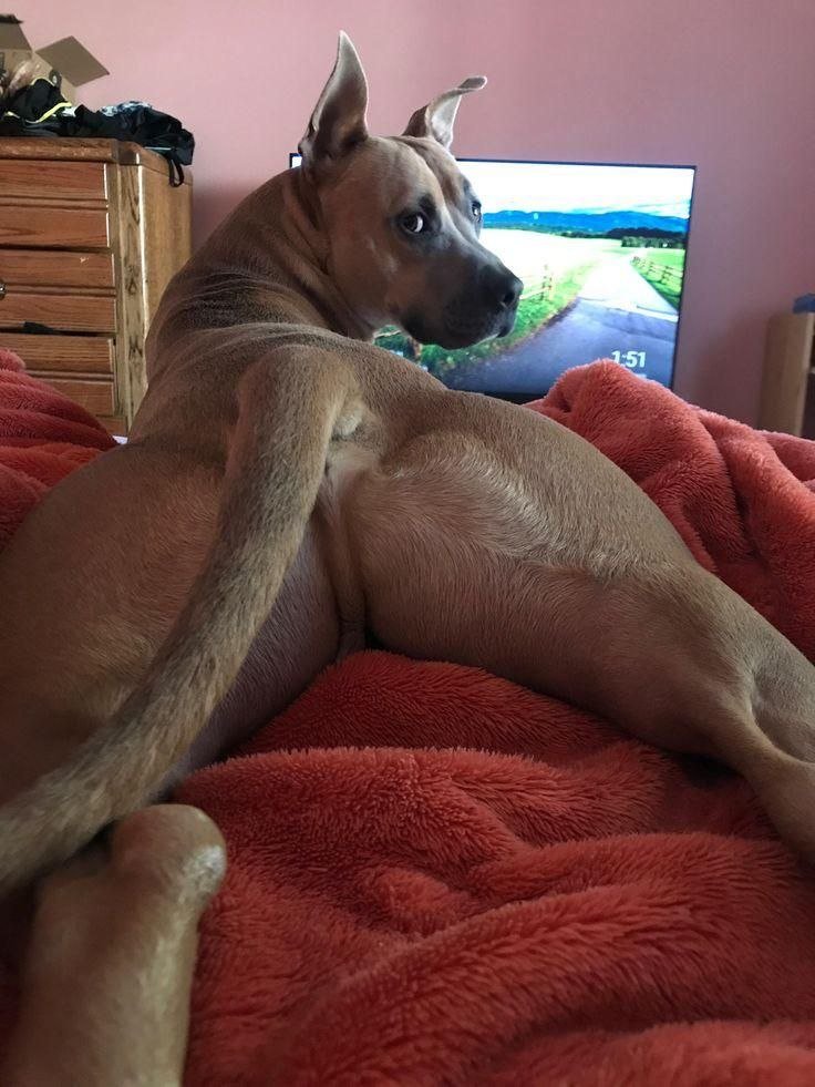 zyrak9qween3's tweet photo. HMU to explore &amp; enjoy your wildest desires🐾 🐶🔥 

https://t.co/HFa2VpVUqh 

#zoophilia #bestiality #doglover #dogknotting #dogsex #knotty #dogpill #dog #puppy #dogwhore #dogwoman #transgender #LGBTQ #dogwhore #artofzoo #artofzoofirsttime  #taboo  #zoolovers #furry #zooworld https://t.co/hnXYMuIie5