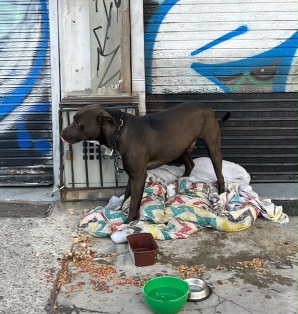 AHLLAMAS's tweet photo. El perro que se encontraba amarrado en Av Caracas con 70 ya se encuentra con nosotros; fue rescatado por nuestro Bloque de Atención y Rescate BAR. Averiguaremos sobre contexto de este caso y haremos valoración médica al mismo. Gracias ciudadanía @Bogota @AnimalesBOG @GAquinteroA https://t.co/QrcNhDRgG4