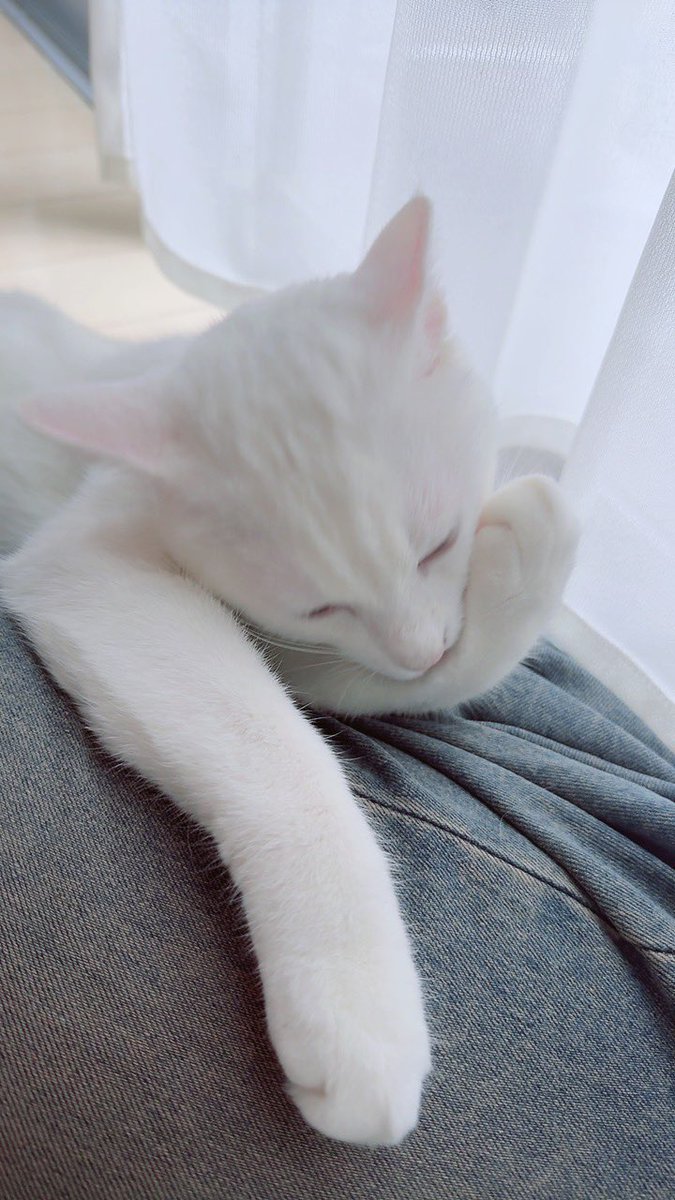 sbotokmr's tweet photo. 朝飼い主がメイクしてるときの定位置 https://t.co/TJWiW5h254