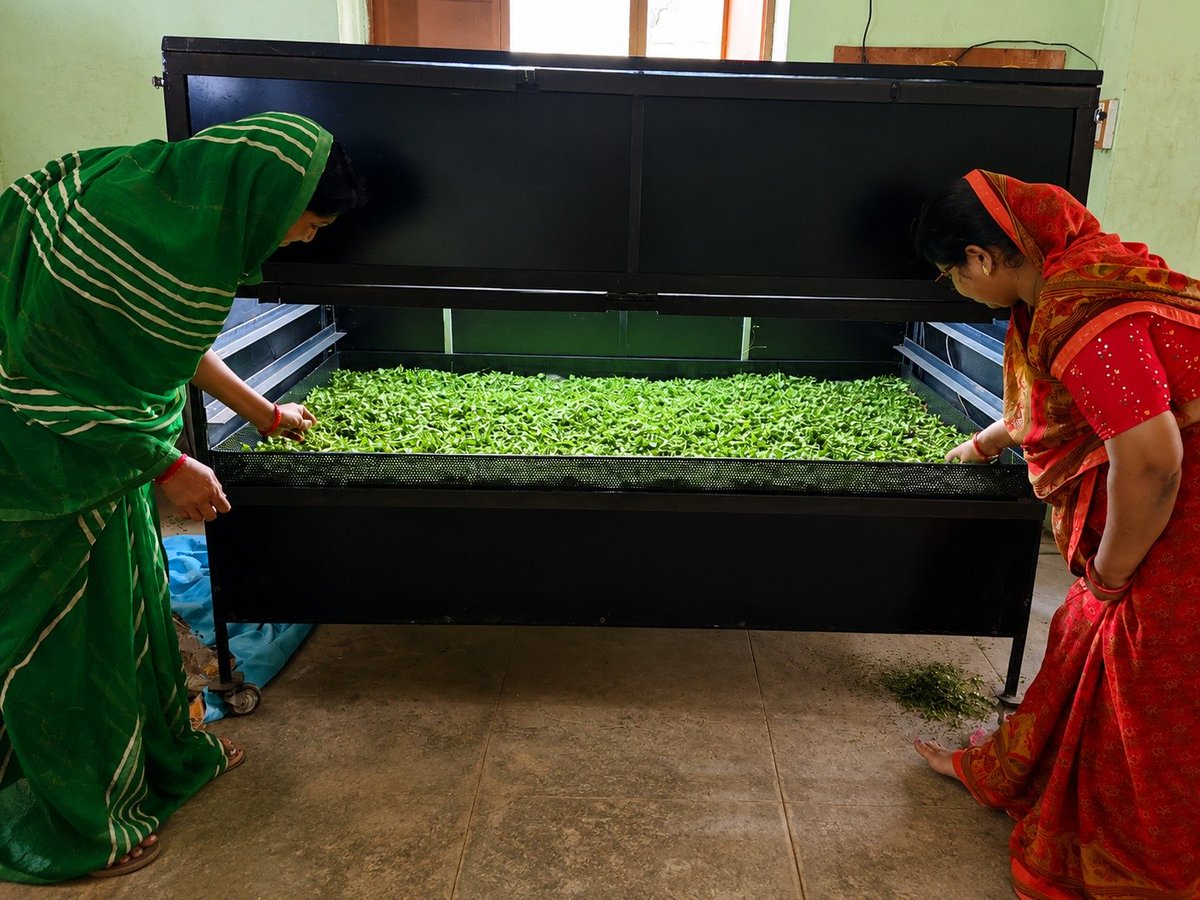 AgriGoI's tweet photo. From Leaves to Superfood Powder! 🌿💚

Vishwavallabh Farmer Producer Co Ltd, #Beed, a #PMDhanDhaanyaKrishiYojana district #Maharashtra, with 306 farmer members, promotes value addition of Moringa &curry leaves. Processing capacity 300 kg/ month.

FPO uses shade drying with hygienic practices to produce quality Moringa powder, supporting better farm returns.

@NITIAayog

📞 FPO Contact:
Sh.Vijay Khandagale
+91 8788874741

Click to Buy FPO Products:
https://t.co/oSUC4CsrKj

#DDKY #ShadeDrying #Superfood #ValueAddition