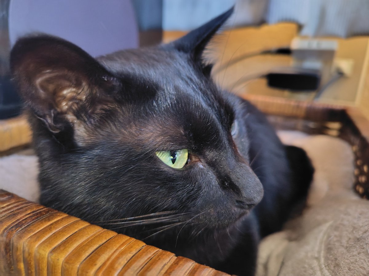 7743_tazz's tweet photo. #9月6日 
#黒の日 
#黒猫 https://t.co/xU65Fwg5Na
