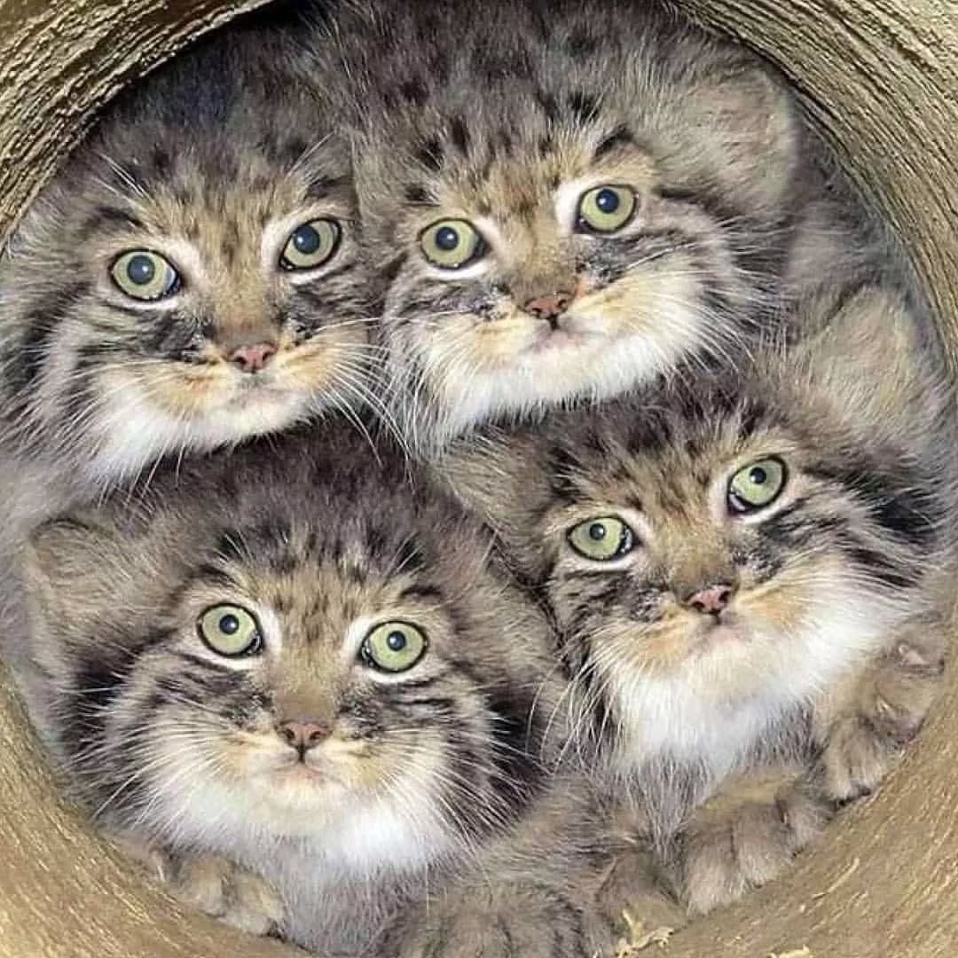 not__dog__'s tweet photo. “This is our secret clubhouse. As you can see, it is rather crowded already. Despite the lack of room for you, it is still nonetheless a secret, and cannot be divulged in any circumstance, under pain of exile.” https://t.co/2PGjQOpJc8