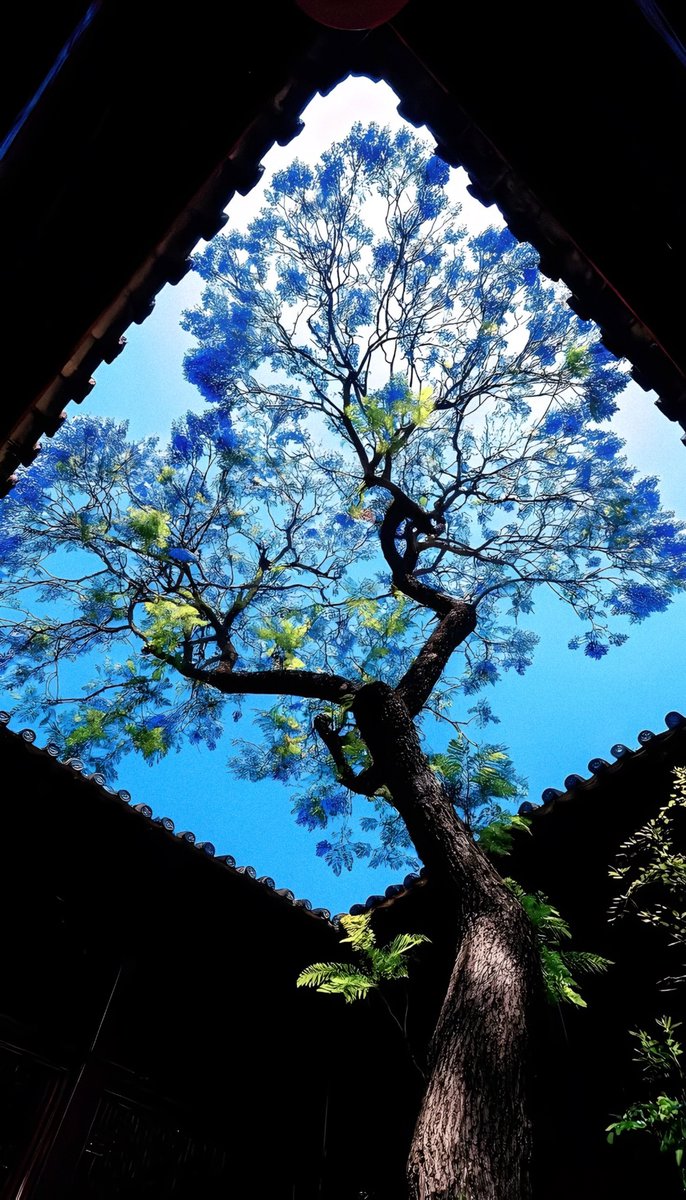 gardenofcolours's tweet photo. nature dressed in blue and green https://t.co/WOhNs837P8