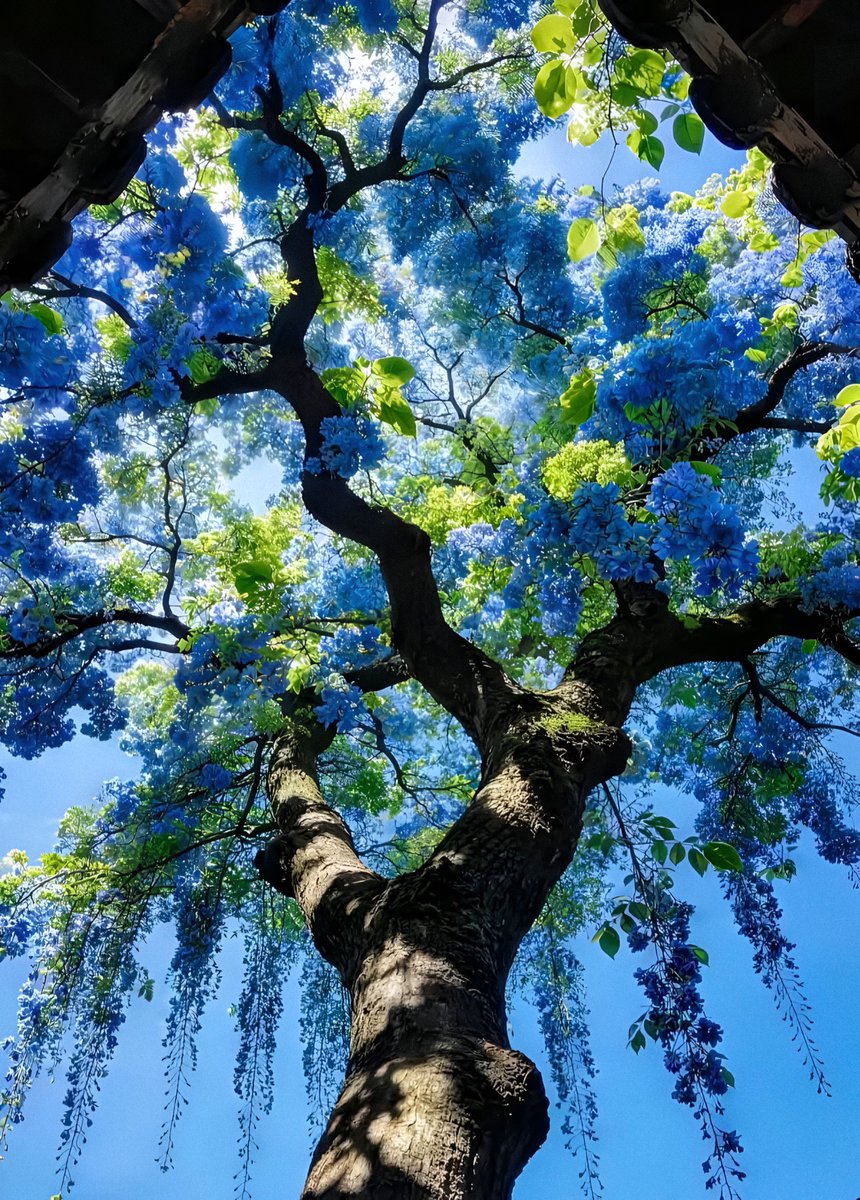 gardenofcolours's tweet photo. nature dressed in blue and green https://t.co/WOhNs837P8