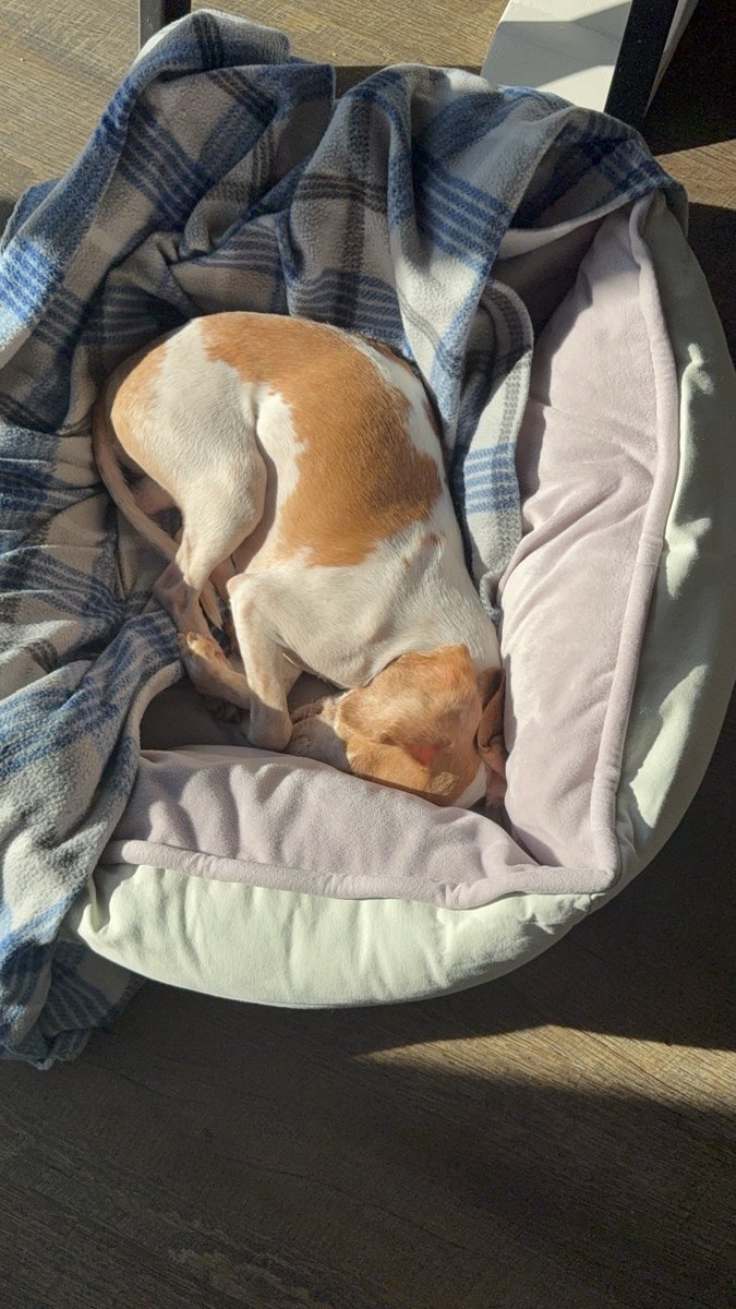 LemonBeagleBeau's tweet photo. Sunday #sunpuddle Nap 💤 ☀️💤
🐾 #livingmybestlife #hydrocephalus #braintumor #heckcancer #pocketbeagle #lemonbeagle #beagle #dogsoftwitter #dogsofx https://t.co/QlwgShY3mu