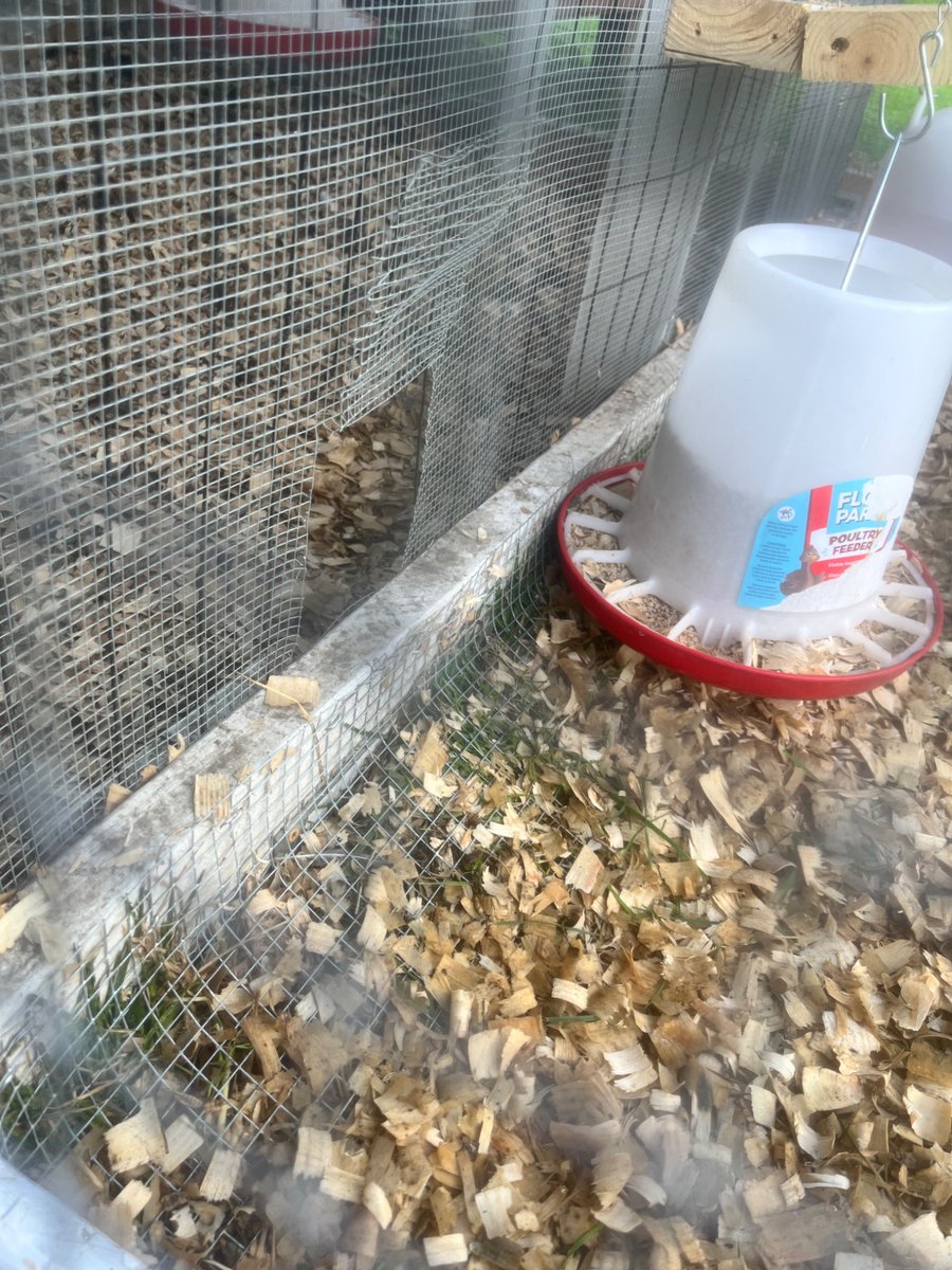 SomeGirl315's tweet photo. Today I cut a small hole in the hardware cloth to allow the 5 week old chicks access to the big girl run after spending all last week and this week introducing them.  So far they aren’t at war but the old hens they aren’t accepting of the babies.  #backyardchickens https://t.co/0o1xnwPzlL