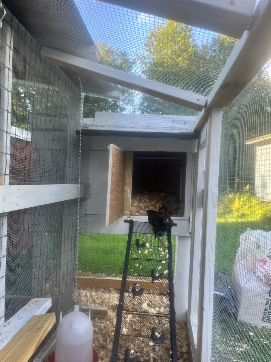 SomeGirl315's tweet photo. Today I cut a small hole in the hardware cloth to allow the 5 week old chicks access to the big girl run after spending all last week and this week introducing them.  So far they aren’t at war but the old hens they aren’t accepting of the babies.  #backyardchickens https://t.co/0o1xnwPzlL