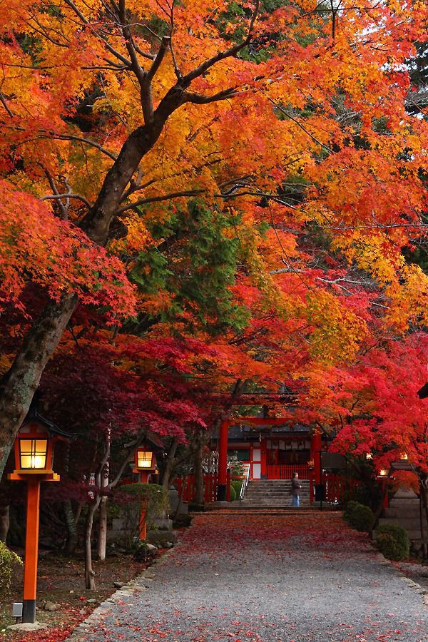 naturehealyou's tweet photo. Autumn leaves in Kyoto, Japan https://t.co/VQbUlvQ7S5