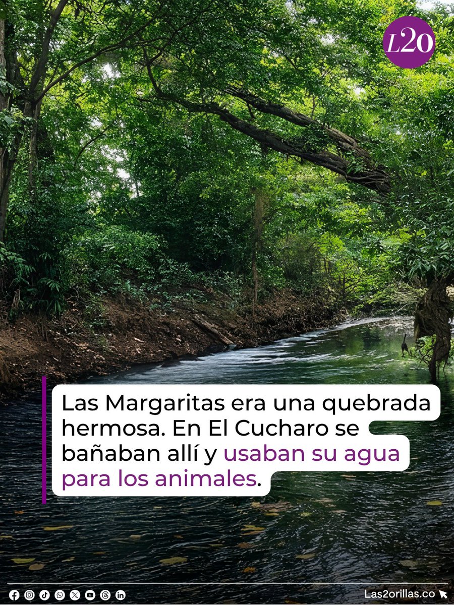 Las2Orillas's tweet photo. 💧 Las Margaritas, en Barrancabermeja, pasó de ser una quebrada de aguas cristalinas a un caño oscuro, con malos olores y sin vida acuática.

El cambio se hizo evidente tras la llegada de la planta de AVSA S.A., titular de Mac Pollo, que realiza vertimientos de aguas residuales.

💀 Una medición registró cero oxígeno y la Alcaldía ordenó sellar la planta mientras investiga.

La quebrada conecta con la Ciénaga San Silvestre, fuente de agua para más de 200 mil habitantes.

Lea la historia: https://t.co/ra5X3m63IJ
.
.
.
#Barrancabermeja #MacPollo #Las2orillas