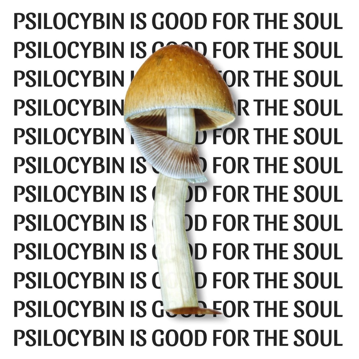 APsychedelics's tweet photo. Shrooms are soul food 👽 https://t.co/2JyZZ4pCOk