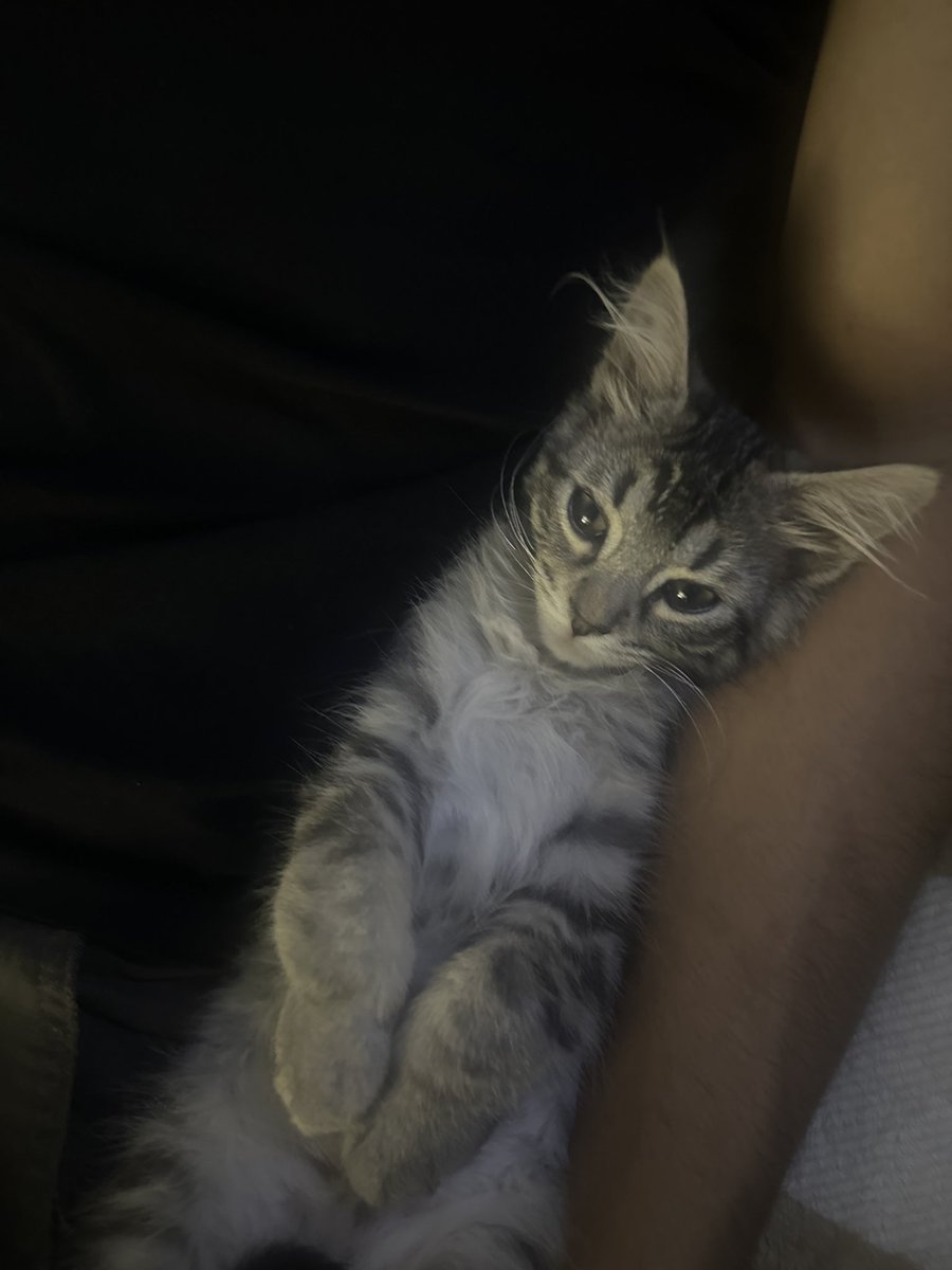 zayzayluv's tweet photo. fluffy muffy 🙈💗 https://t.co/kaim9KdoMX