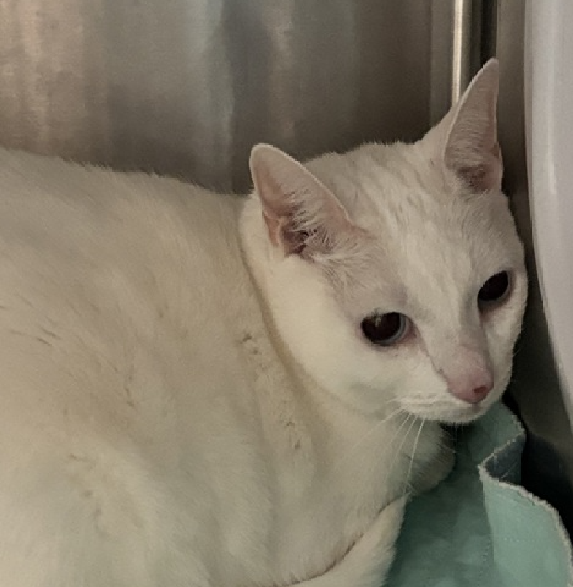 JLthekid9999's tweet photo. 🆘🆘 MS SNOWY (ID 264095), 6 YO,  FEMALE–  IN QUEENS ACC - came into the shelter as an owner surrender on 9/1/2026, with the surrender reason stated as person circumstance - unhoused.    🆘🆘 😿 😿 😿 😿

➡️TBD 9/8/26

➡️ MEDICAL PRIORITY – NEEDS MORE CARE AND ATTENTION THAN THE SHELTER CAN PROVIDE – 😱😱😱

➡️ 🆘🆘  1ST Chance on Emergency Placement List – VERY URGENT – 🆘🆘 😱🔥🔥😱

➡️ 6 DAYS IN SHELTER – TOO LONG – TIME IS RUNNING OUT

➡️ MS SNOWY IS ON THE EPL FOR MEDICAL REASONS -Ms Snowy is a nervous but sweet cat who was surrendered by her owner due to them not being able to care for her. We have assessed that Ms Snowy has heart disease. Ms Snowy will need a follow up with a cardiologist and may need daily maintenance with their medical condition. Ms Snowy has allowed all handling during their exams. This evaluation/diagnosis means that MS SNOWY will be given very little time for rescue/foster/adoption.🔥🔥🔥🔥

What my friends at ACC say about me: Ms Snowy tolerates attention and petting but appears to be moderately fearful or stressed in the shelter. She will likely need time to warm up to her new home. We recommend that she go to a home with some cat experience preferred or at least be well counseled in fearful cat behavior. ❤️ 😻❤️ 😻❤️ 😻

NEEDS OUT OF SHELTER ASAP –

Please RT or pledge, if you can, to save this little one.

@AdamsPaulGrimke

💔😿🙏Thank you