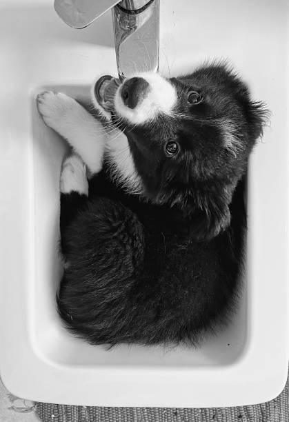 AgnesMeridmqkr's tweet photo. 森小川水遊び💧🐱🐕 https://t.co/vv4ohxhrsi