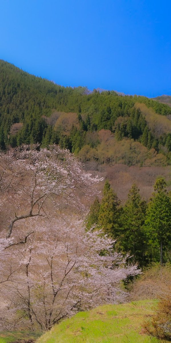 FinderLock's tweet photo. 「駒つなぎの桜」
#TLを花いっぱいにしよう #阿智村 #eosr6 https://t.co/EOuM42zYrf