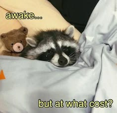ShouldHaveRacc's tweet photo. https://t.co/CUD6avObMj