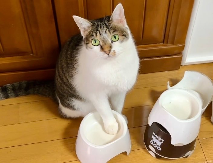 nasu_chourakuji's tweet photo. 朝ごはんのおかわりを態度で示す猫こーちゃん https://t.co/55E0QffAYH @YouTubeより https://t.co/ZolHL4uqZs