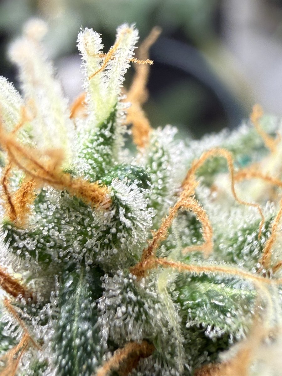 JStJ84622025's tweet photo. Happy Sunday growmies #letsgrow #kraftTerps https://t.co/Q5nmKXmE4x