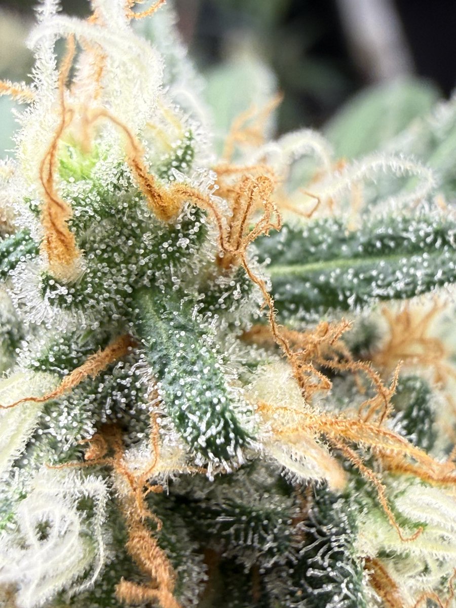JStJ84622025's tweet photo. Happy Sunday growmies #letsgrow #kraftTerps https://t.co/Q5nmKXmE4x