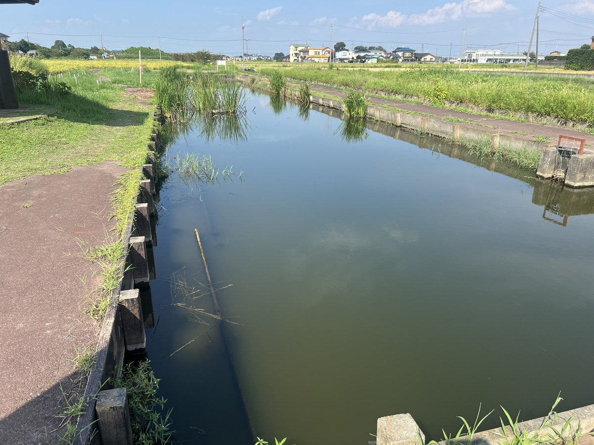 Nancy65094154's tweet photo. 埼玉の自生地壊滅寸前 https://t.co/On72prRlke