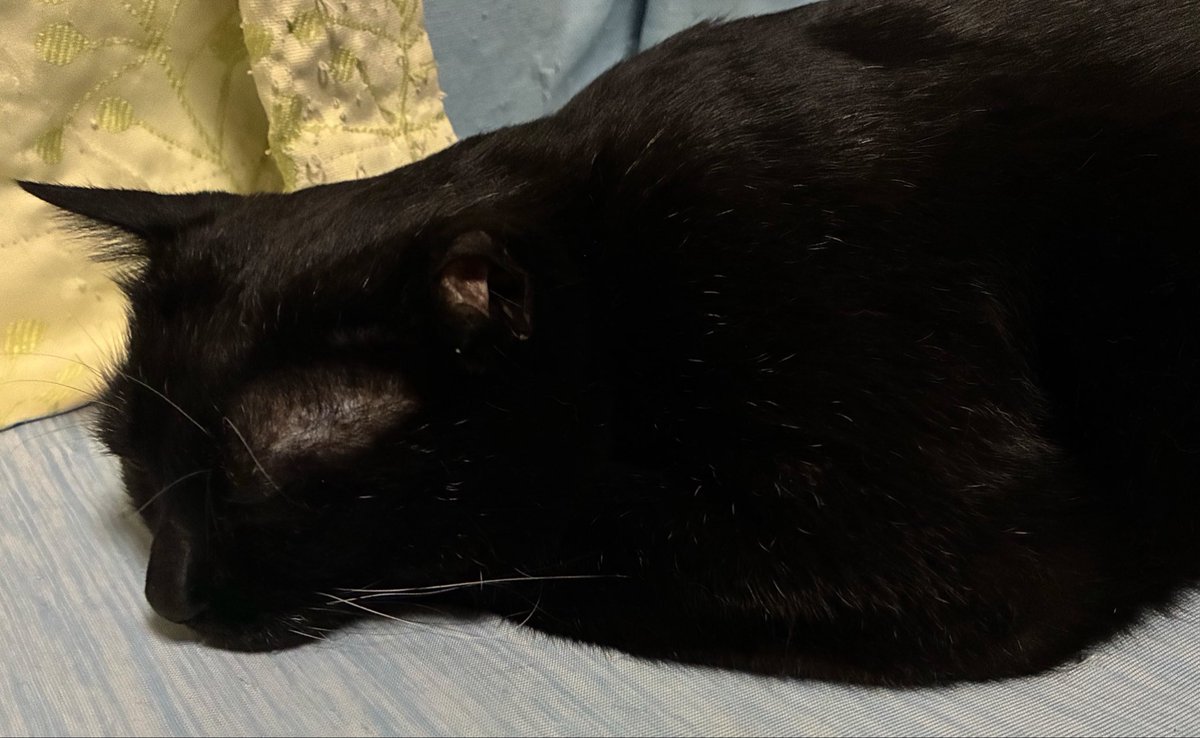 CJarashi's tweet photo. 猫に癒されていけ、肉球の写真のおまけ付きだ https://t.co/hmTLegO2jb