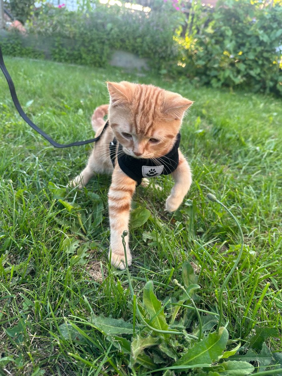 swagoloog's tweet photo. Funfact he is leash trained and likes snow https://t.co/b2koFGRiCa