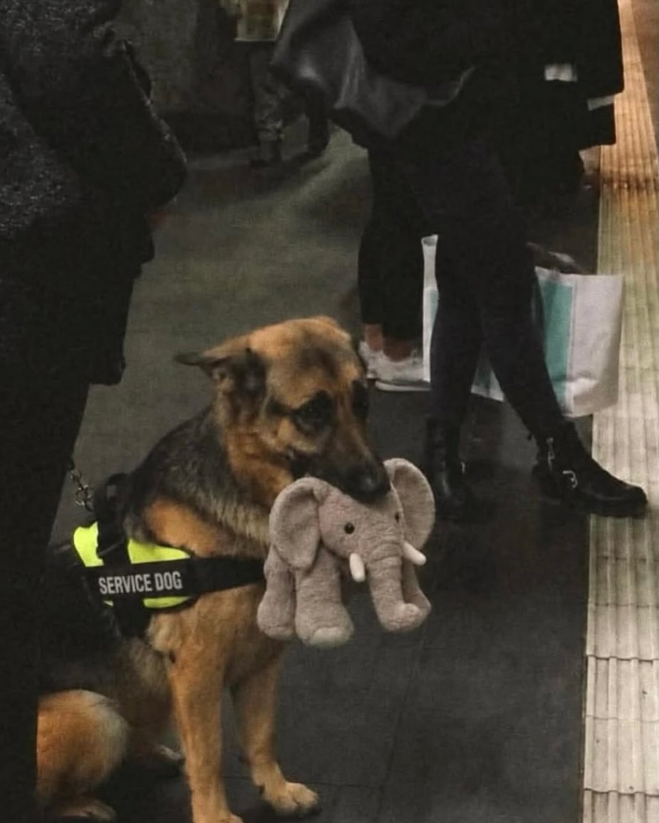 HumansNoContext's tweet photo. Ryker, a German Shepherd, failed his service dog certification after getting distracted by a plush elephant during his focus test.

His owner bought him the toy anyway, and he later went viral carrying it proudly through a train station. 🐶❤️ https://t.co/JcR48dGJZo