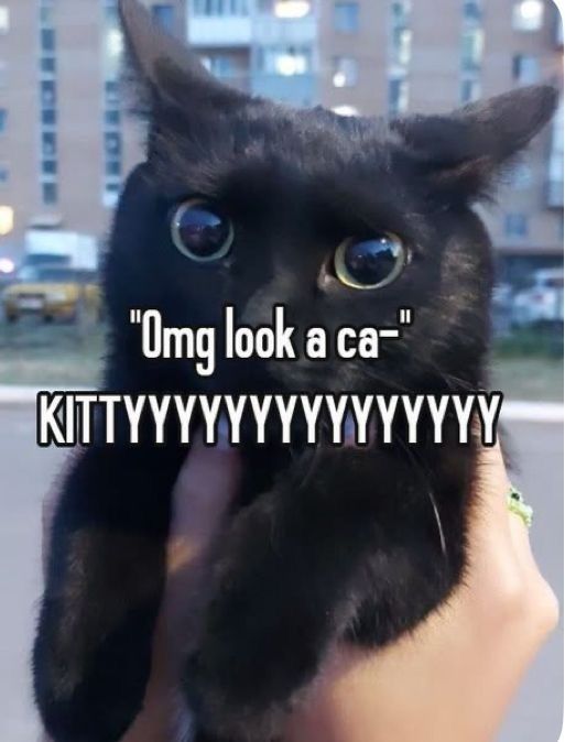 Cats_ooc's tweet photo. https://t.co/4PgymEHcyI