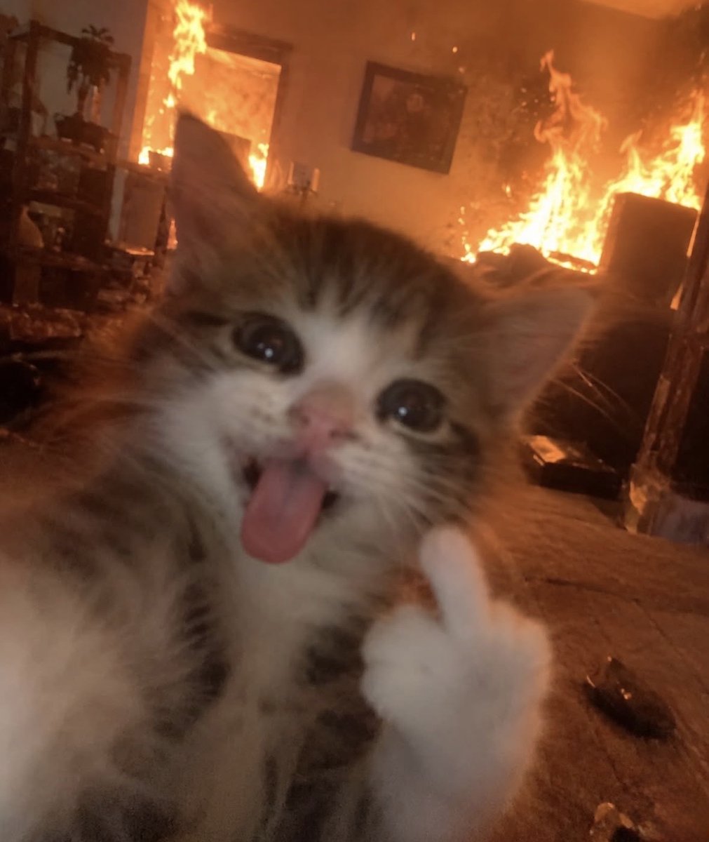 raccoonesthetic's tweet photo. https://t.co/3zHMJDOguu