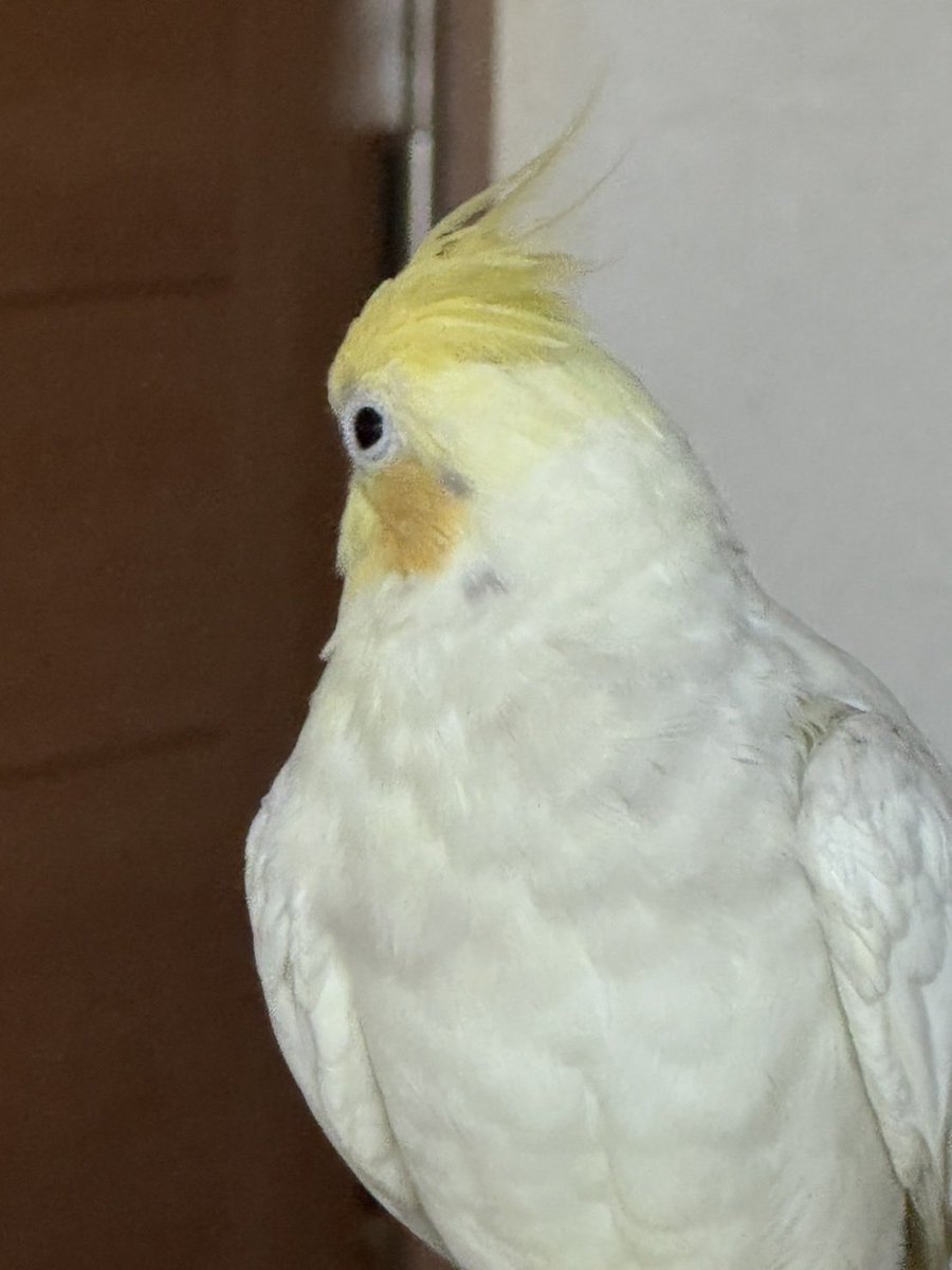 md_nekobasu's tweet photo. 【迷子鳥探しています】
オカメインコ（アイコンの子です）
響察に届け済みです。

9/7（日）13:00頃に自宅から飛んで逃げました。

【場所】
東大阪市御厨栄町付近です。

どんな情報でも構いません
とても人見知りで臆病です。
見かけたらご連絡よろしくお願いいたします https://t.co/bgv8307oYy