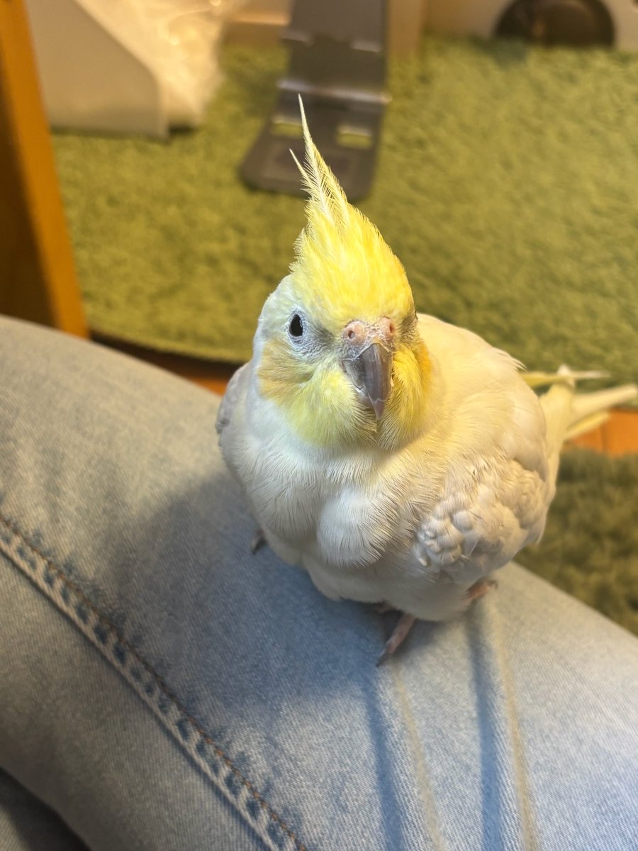 md_nekobasu's tweet photo. 【迷子鳥探しています】
オカメインコ（アイコンの子です）
響察に届け済みです。

9/7（日）13:00頃に自宅から飛んで逃げました。

【場所】
東大阪市御厨栄町付近です。

どんな情報でも構いません
とても人見知りで臆病です。
見かけたらご連絡よろしくお願いいたします https://t.co/bgv8307oYy