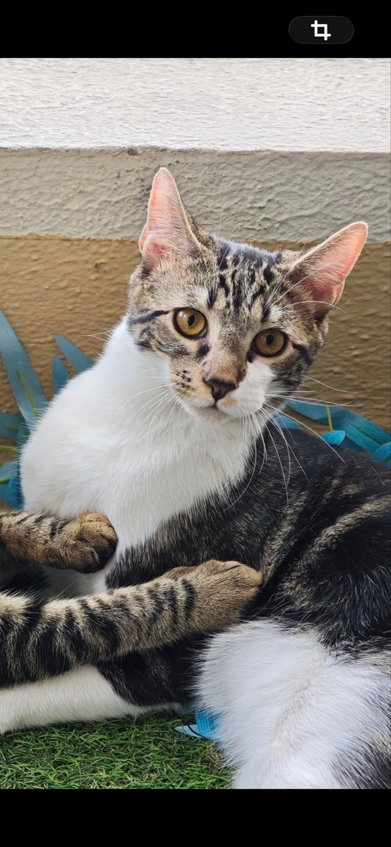 ravenlu_'s tweet photo. Chaton perdu dans Meaux quartier place du marché https://t.co/SOfb77yFTT