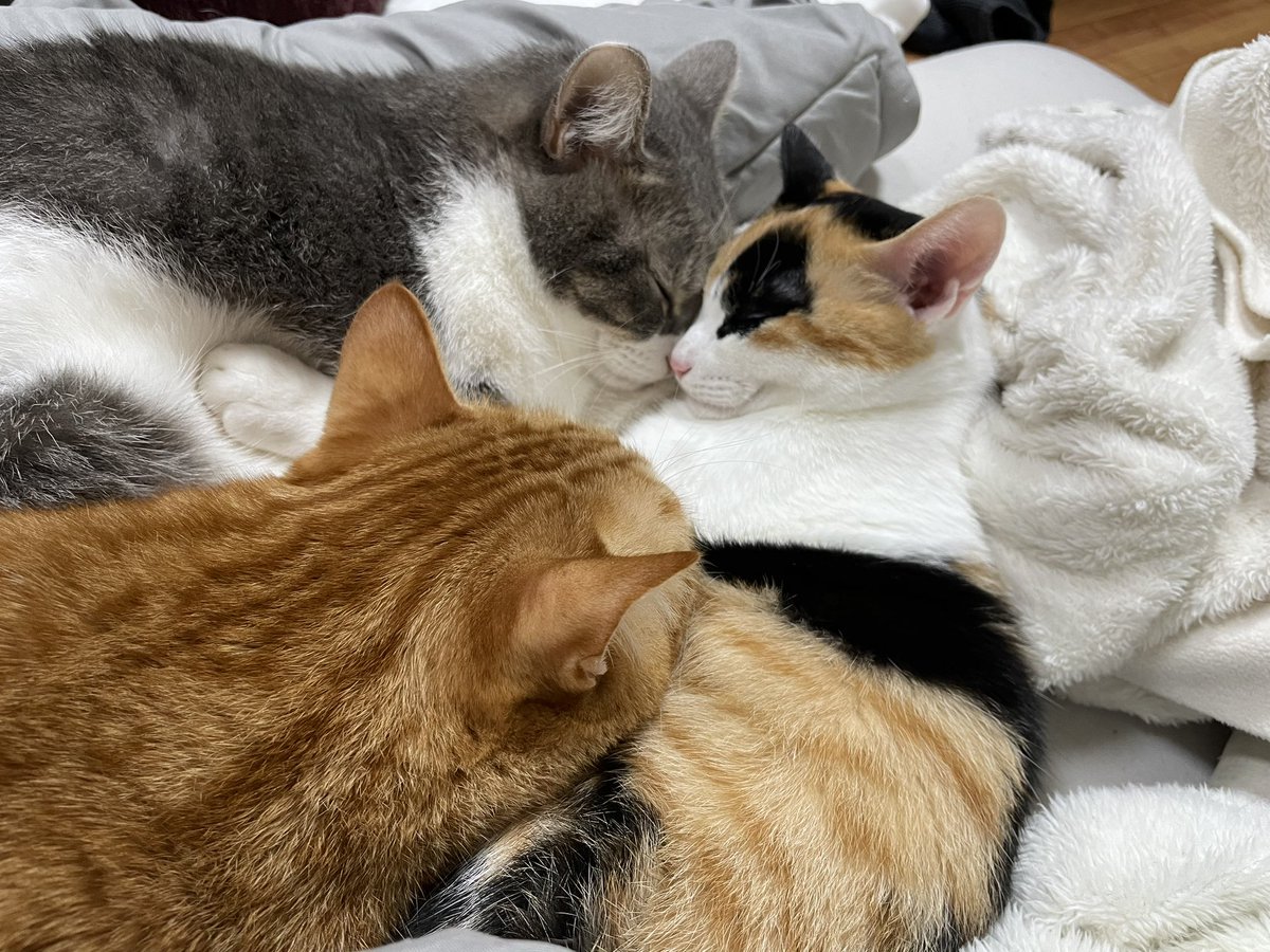 geol837702's tweet photo. 从巴掌大的小奶猫到能踩我肩头的小调皮，养崽的日子里，连软乎乎的爪印都变成了专属纪念～#宠物成长日记 https://t.co/yYizdN8fvE